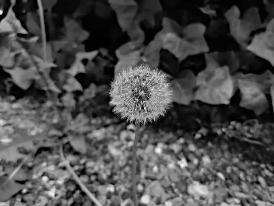 Dandelion